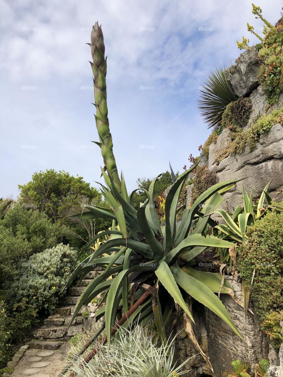 Giant agave Americana thriving in the British sunshine 