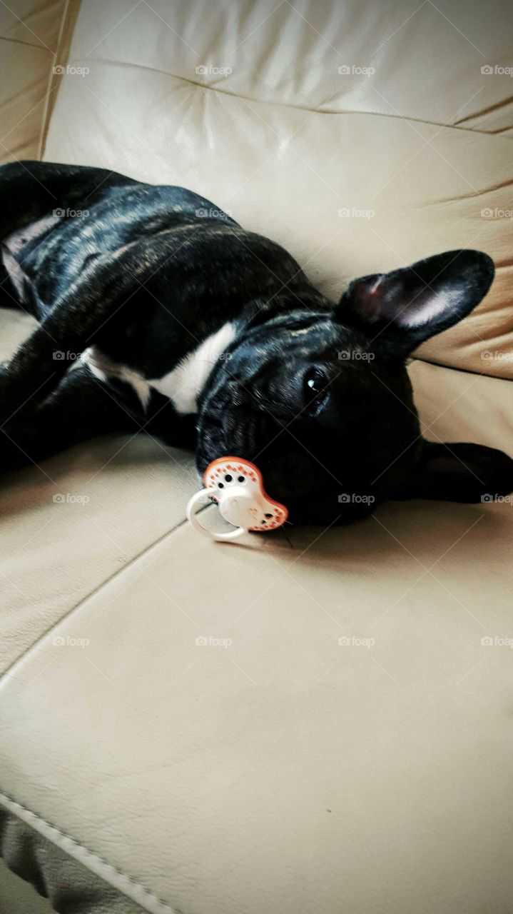 French bulldog Peppa