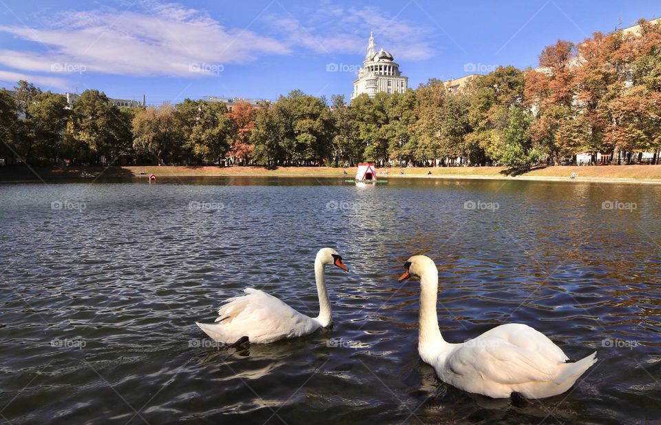 swans in the city pond 