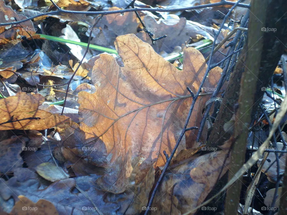 autumn
