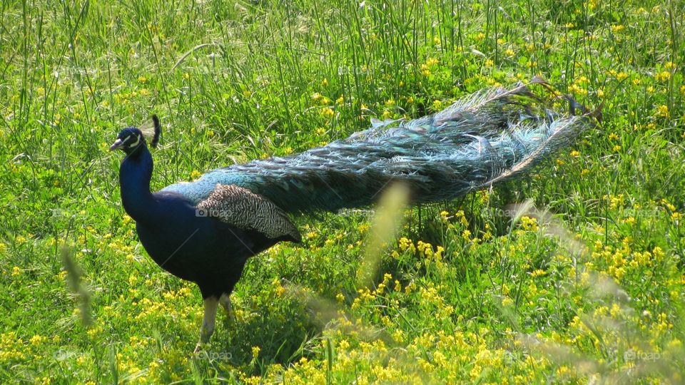 A Beautiful Peacock on the Spring Meadow