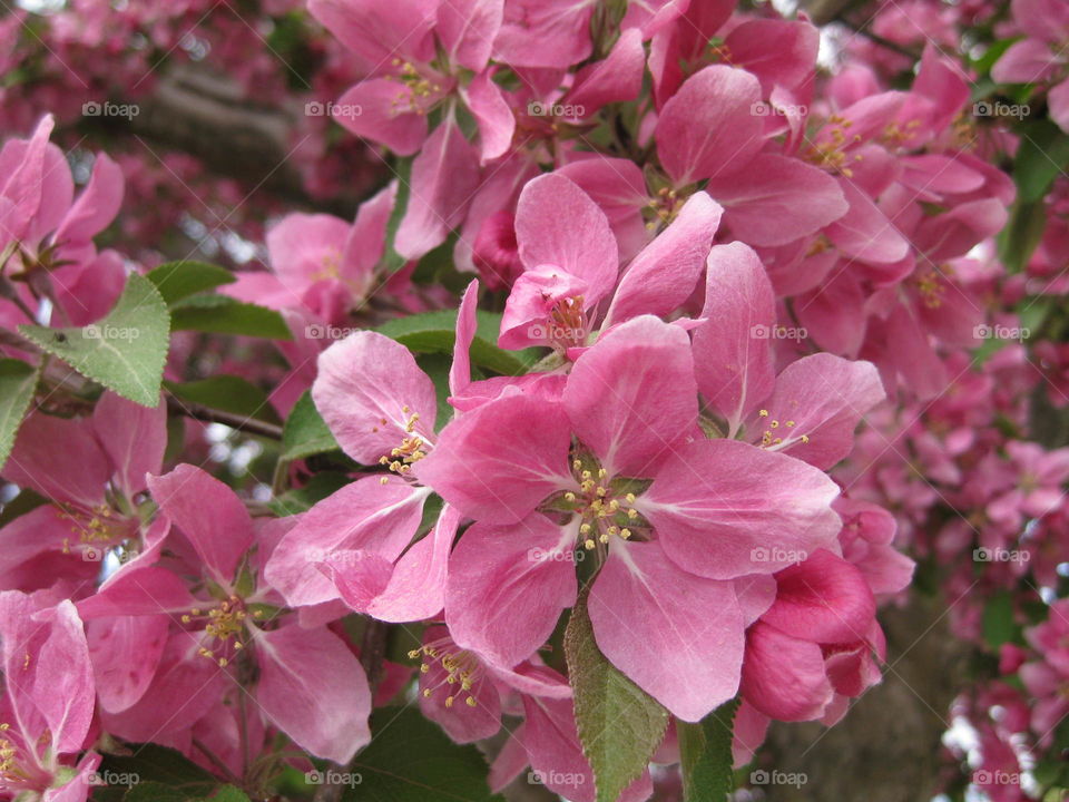 Apple blossoms