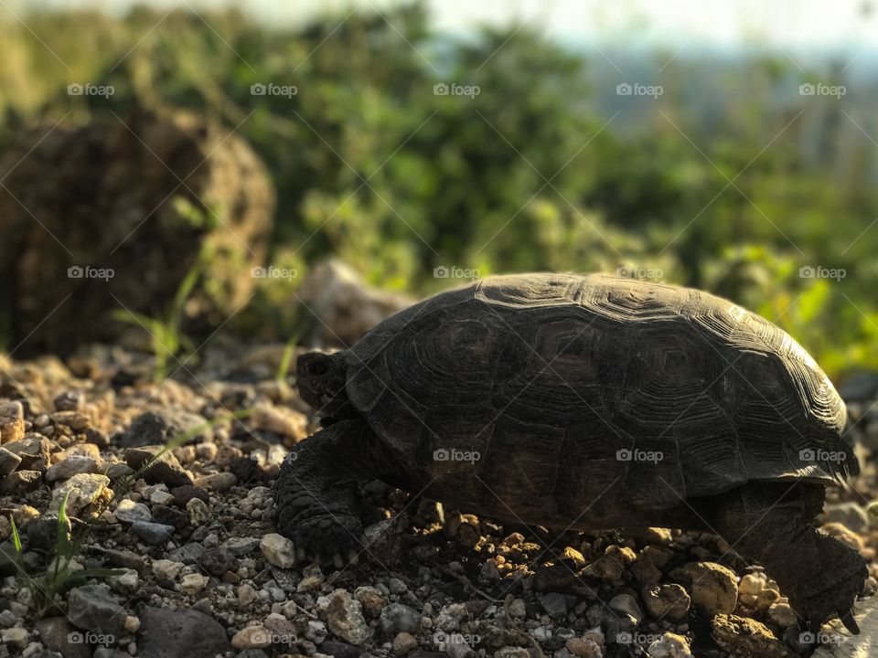Nature Wildlife - Tortoise 