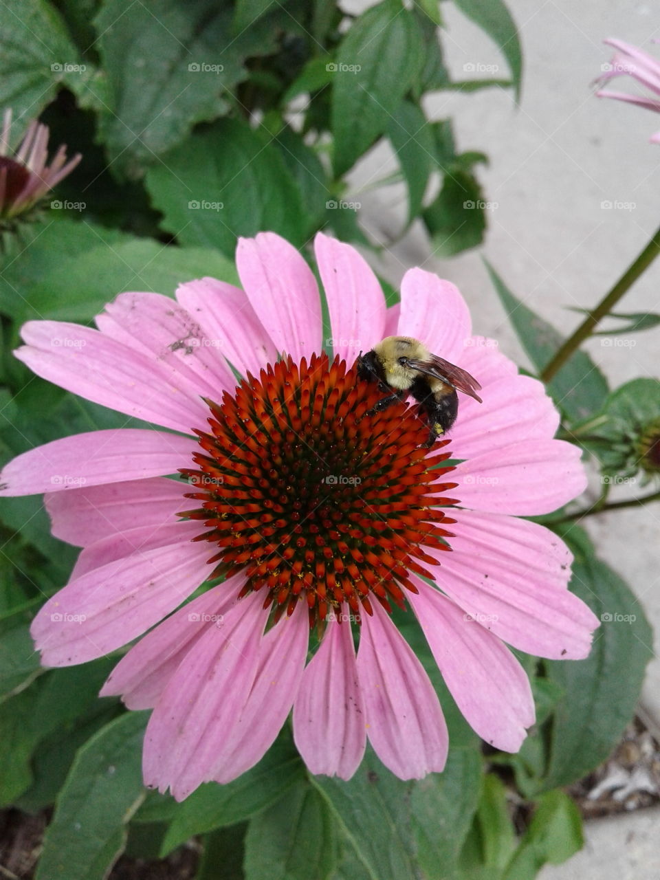 pollination in pink