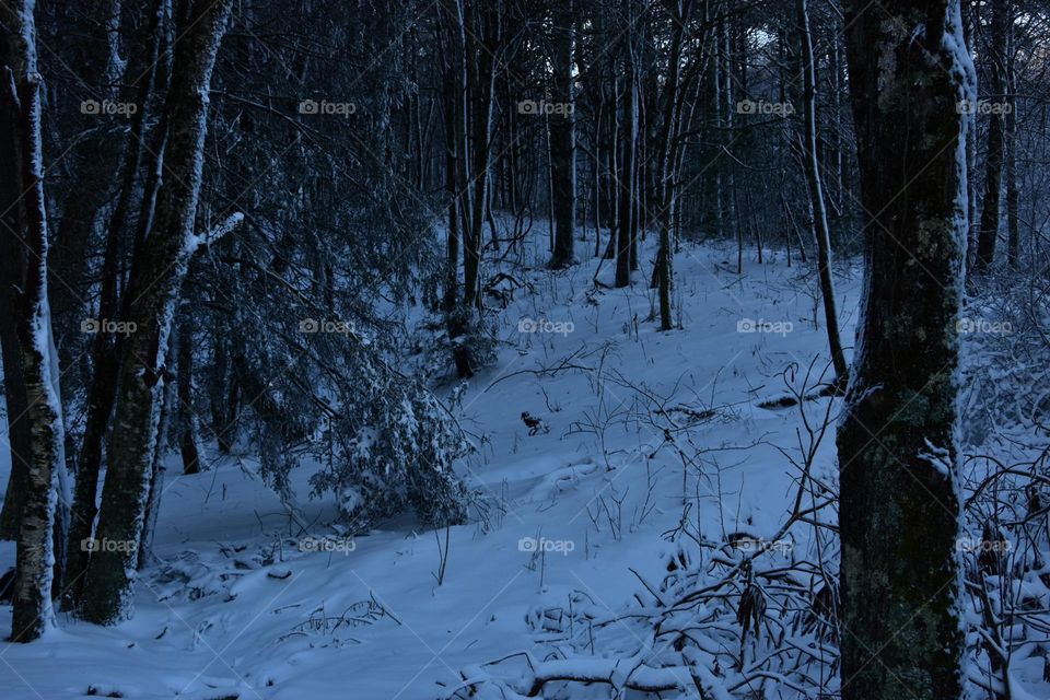 Dark winter forests, playground of fairies