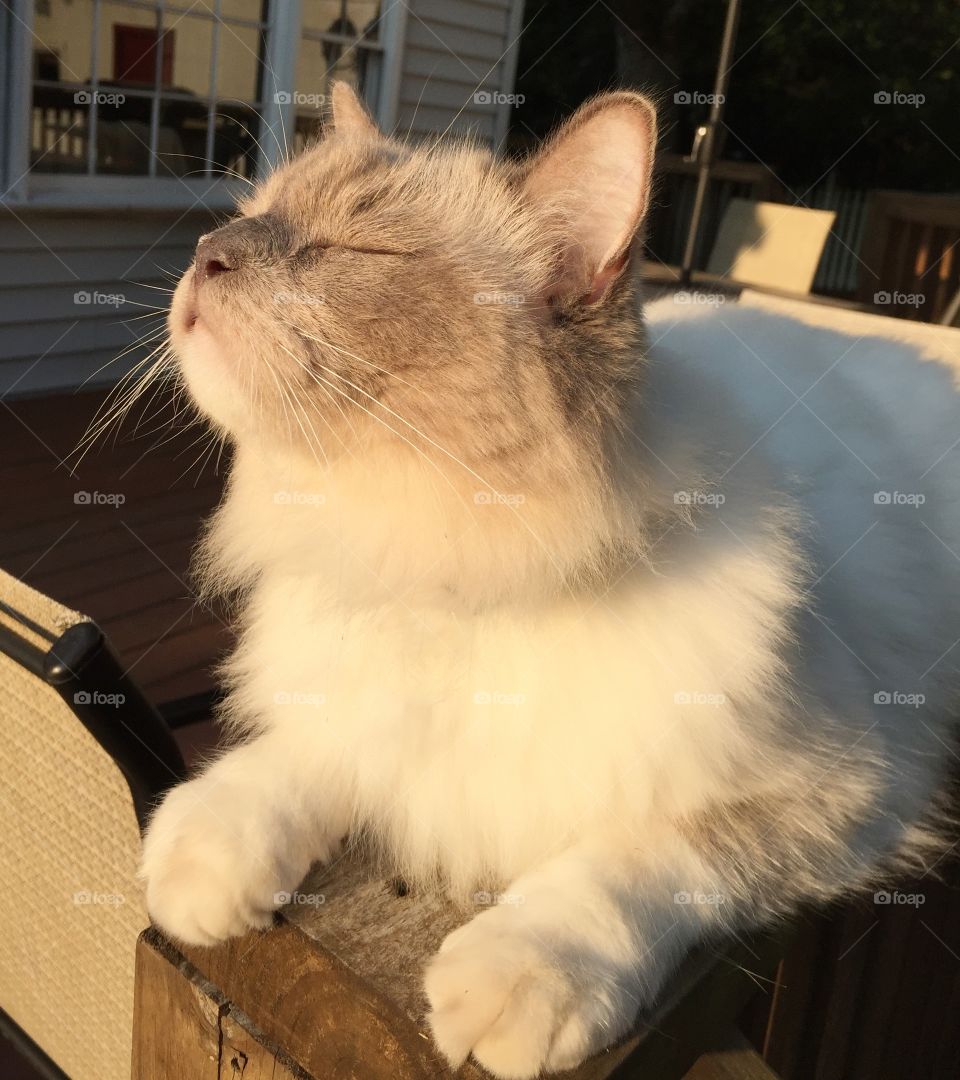 Cat in the summer sun