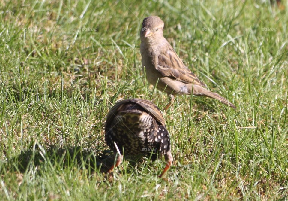 Sparrow and starling. Birds of the UK