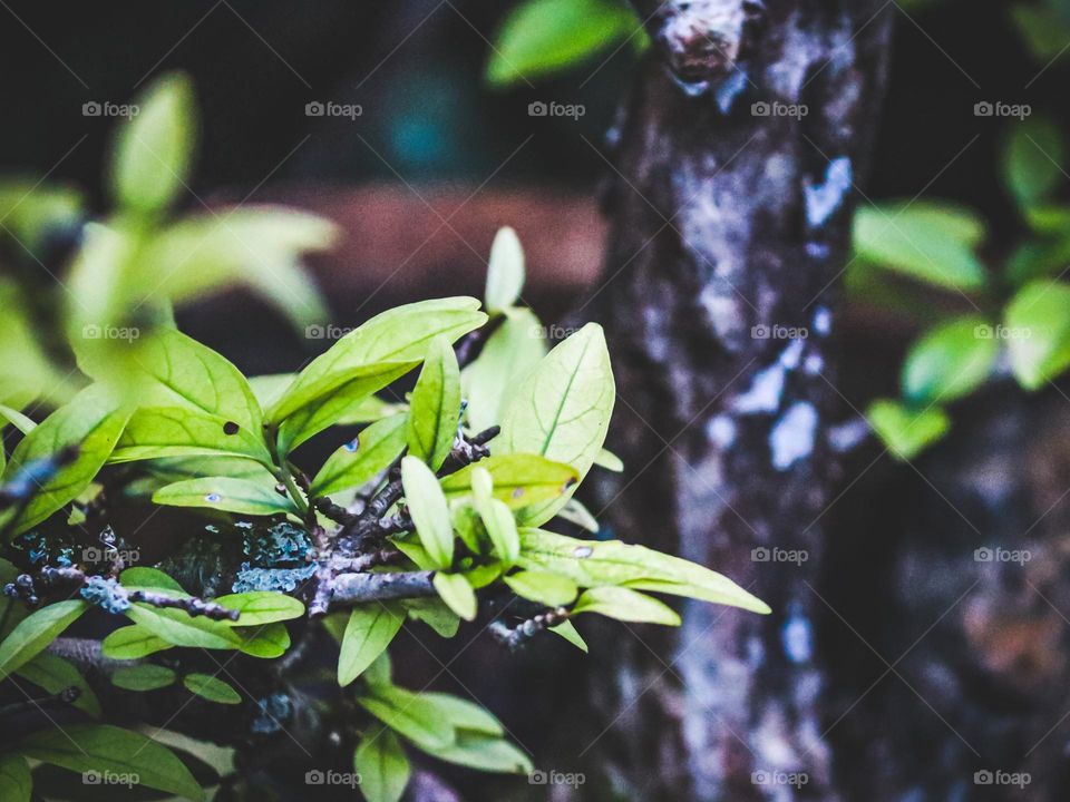 Close up view of a small leaves on a bonsai tree