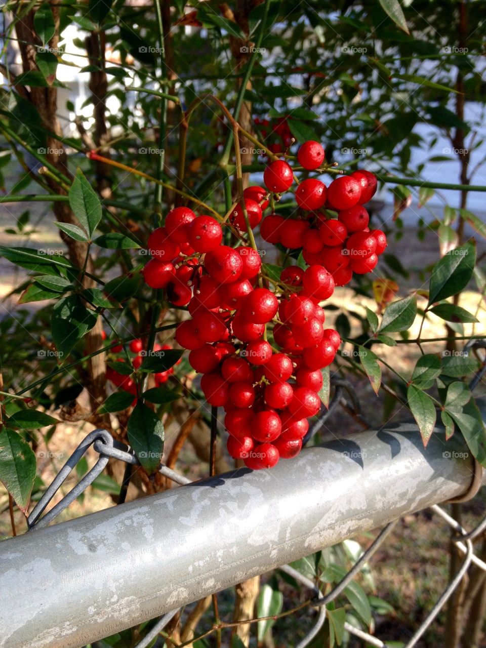 Red Nandina Berries 