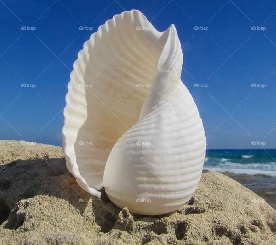 sea shell