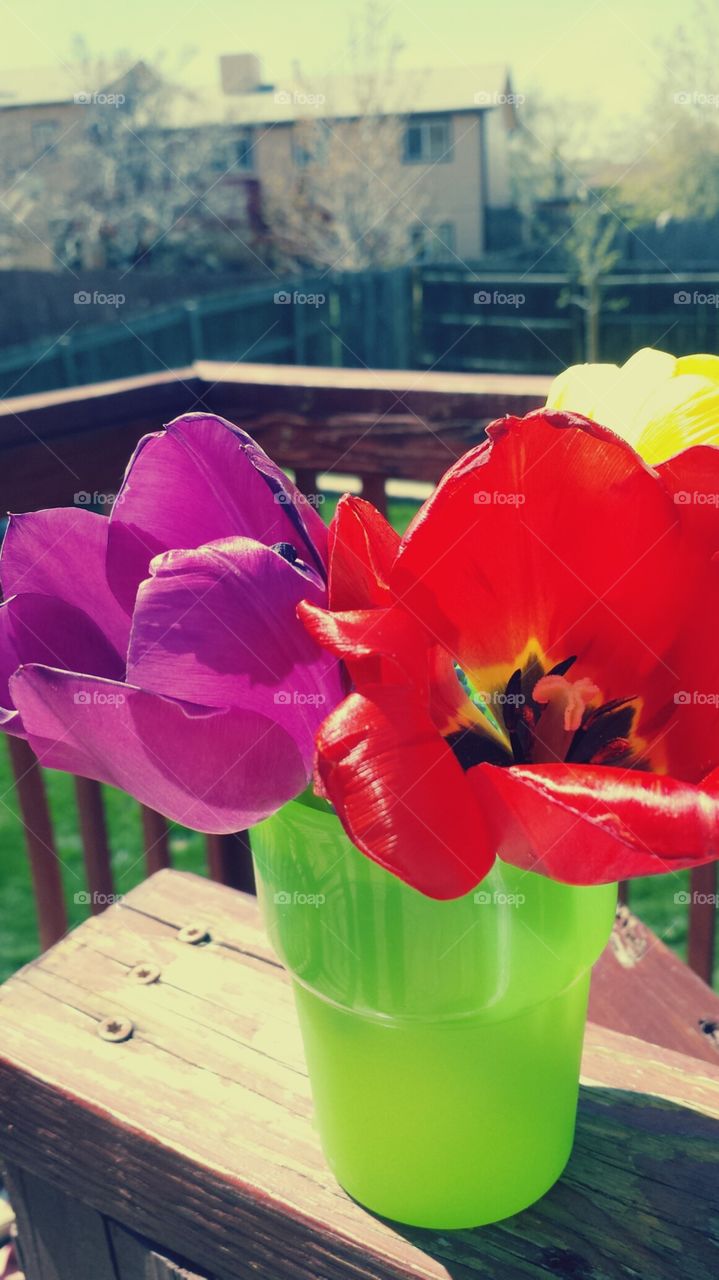 colorful spring. my gifts from my son :)