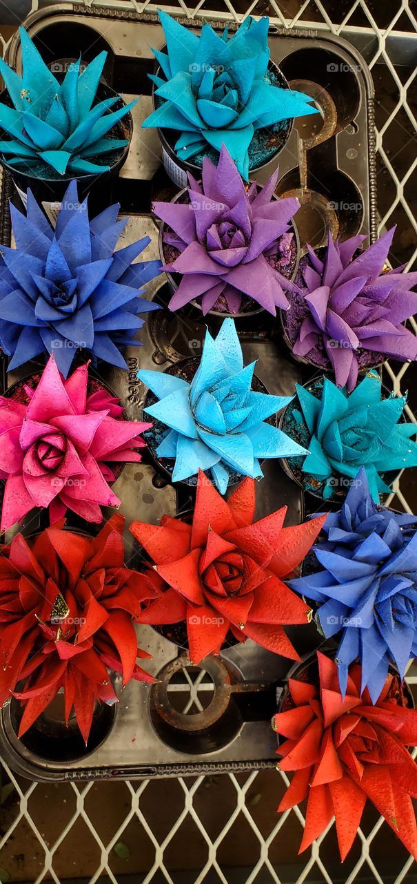 Colored succulents