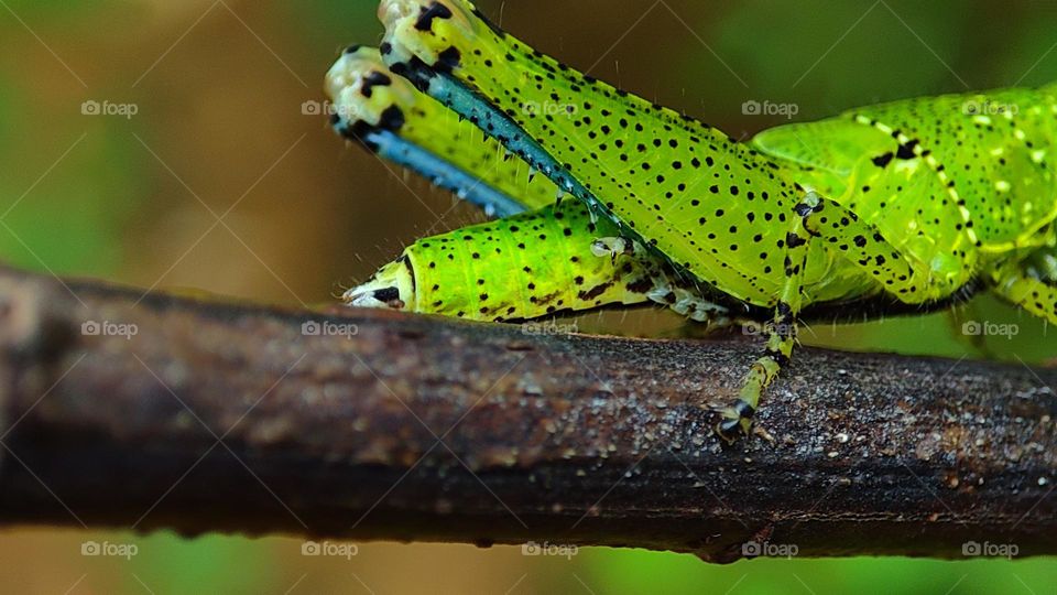 round circular shapes on a insect