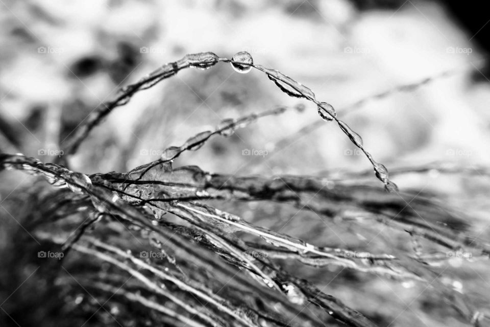 Close-up of icicle on grasses