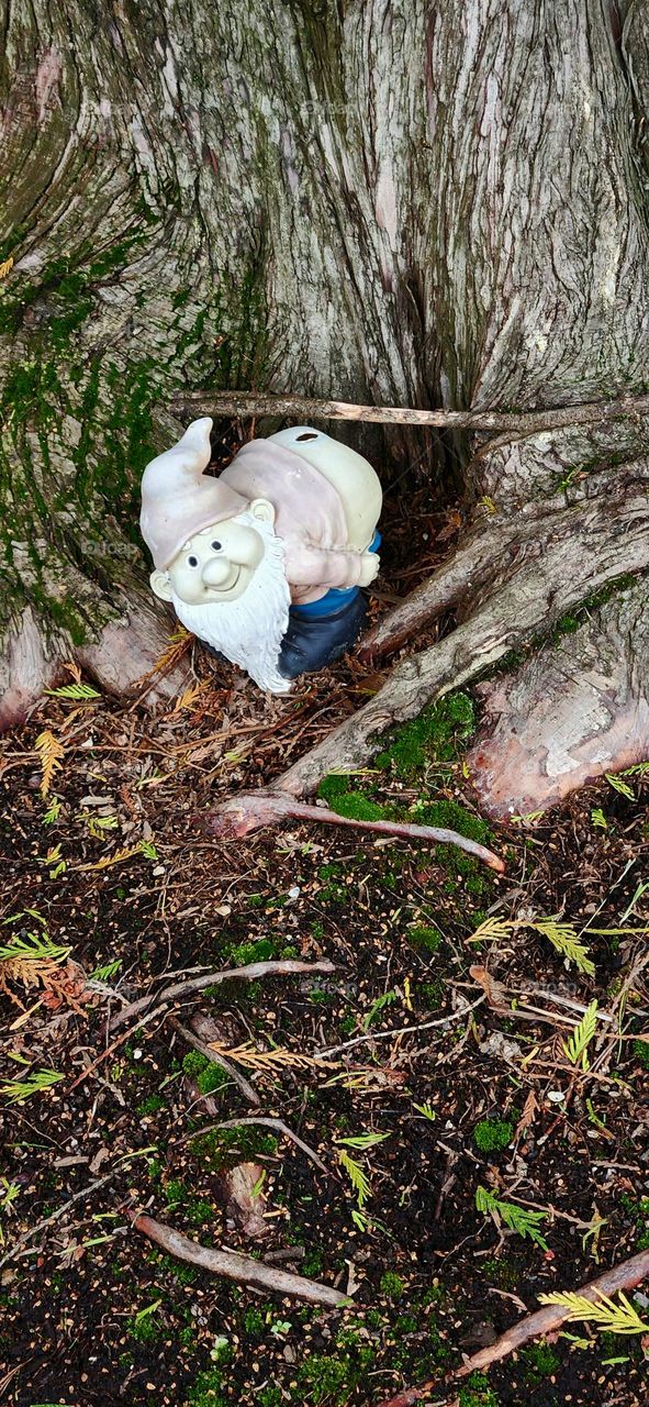 Went out for a walk in the woods one afternoon in Oregon and was surprised to spot this mischief maker at the base of a tree trunk