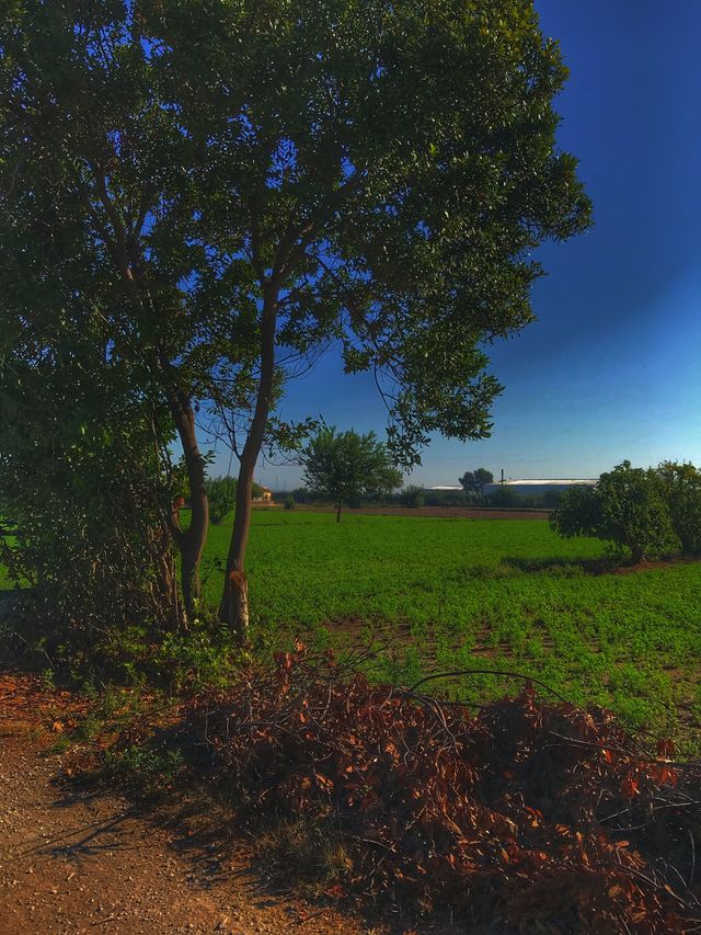 Landscape 