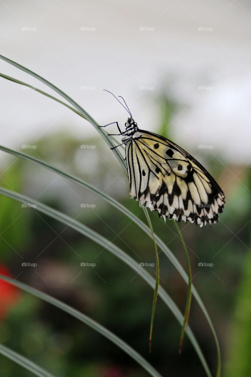 Closeup macro black and cream butterfly wings folded