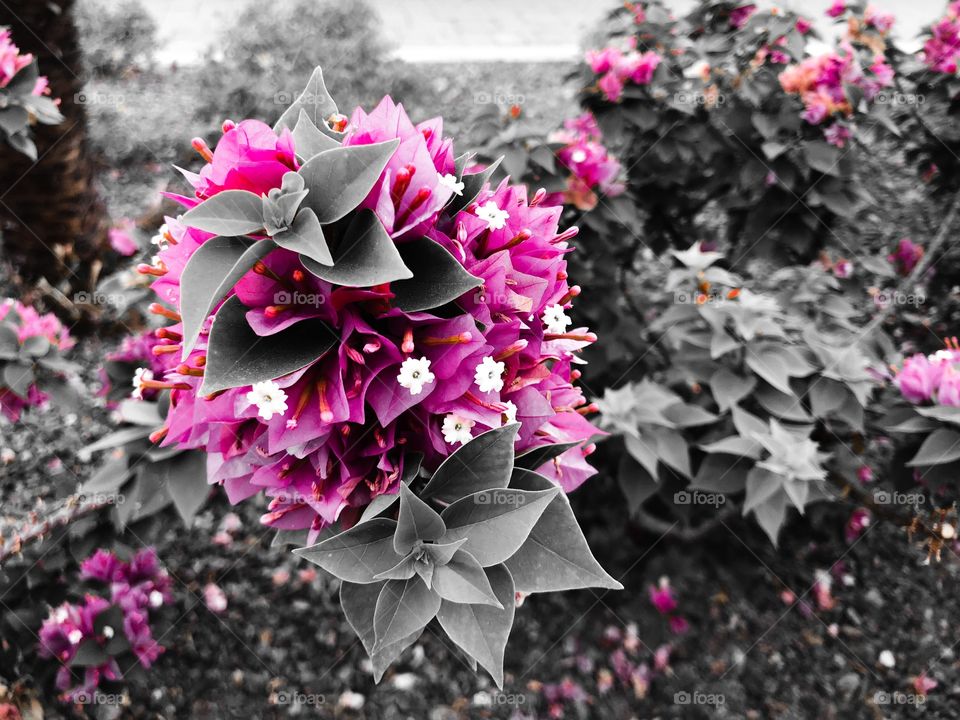 Pink color pop photo of flowers outside of a mall