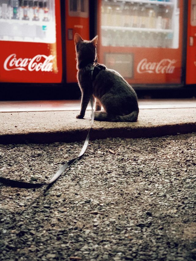 Cassie cat