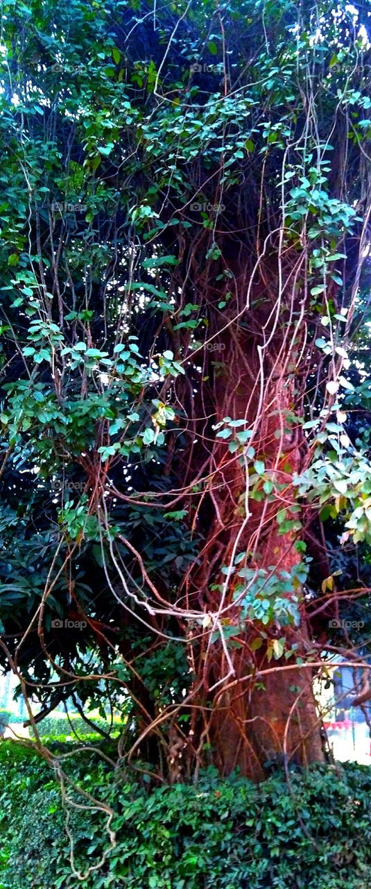 Save Tree Save Life.🌲🌳