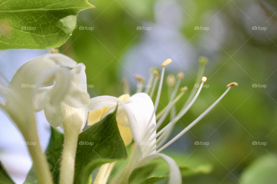 Honeysuckle 