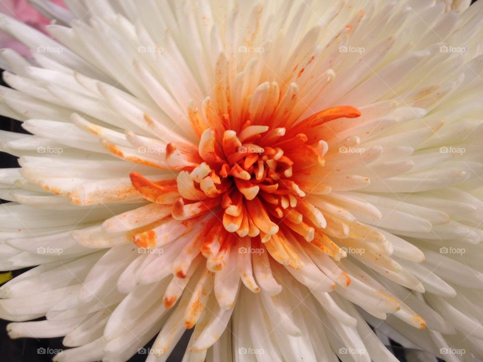 Chrysanthemum Close Up