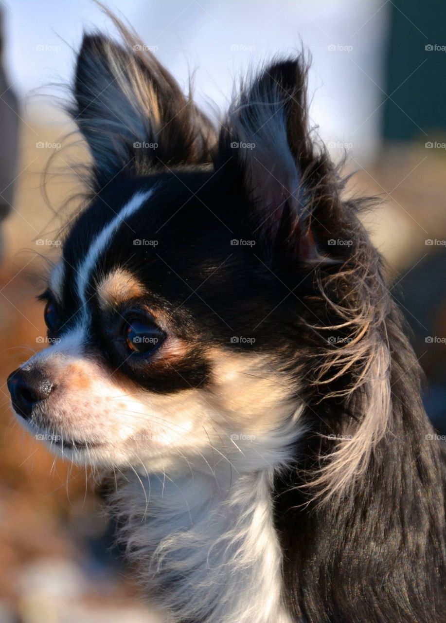 Small Hopes Kennel. 
Chihuahua. 
Narvik, Norway.  