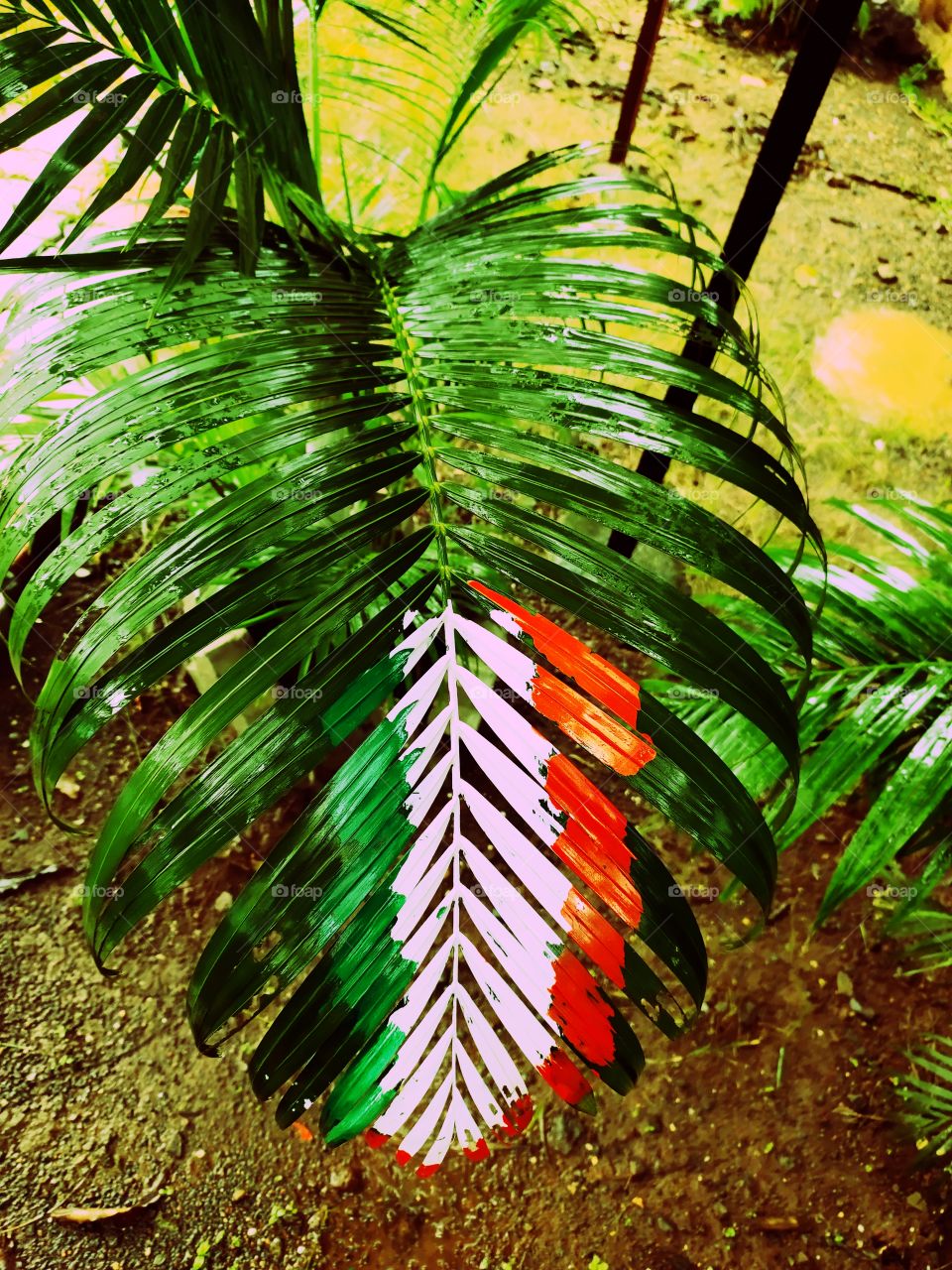 Leaf Of Coconut Tree
painted With Trycolours
of Indian Flag 🇳🇪🇳🇪
Jai Hind