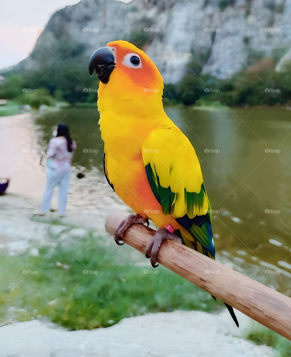 parrot cute in nature