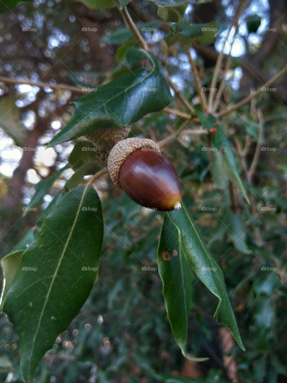 Nature of tree