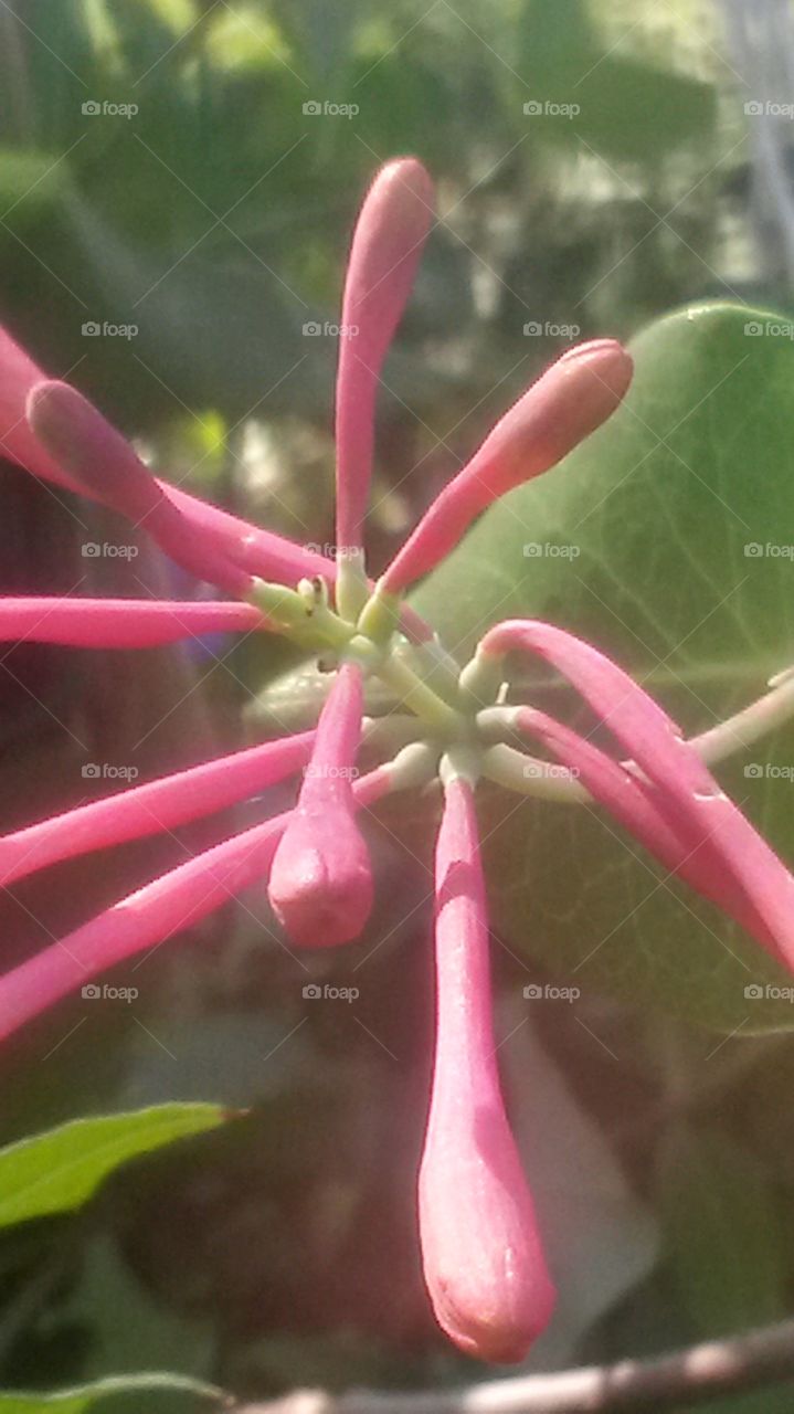 Honeysuckle