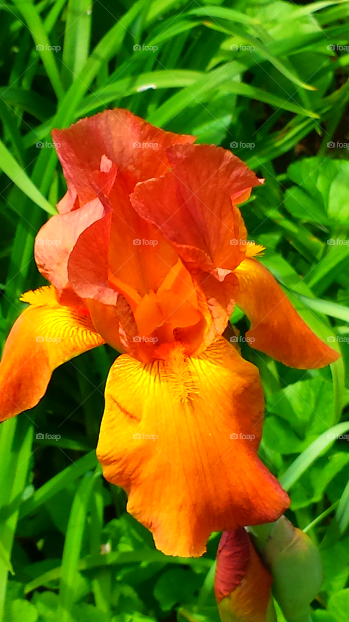 Orange Iris