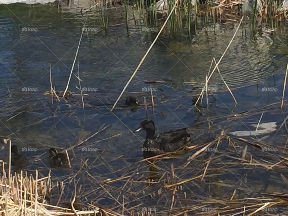 Baby And Mommy Ducks. Copyright © CM Photography May 2019. 