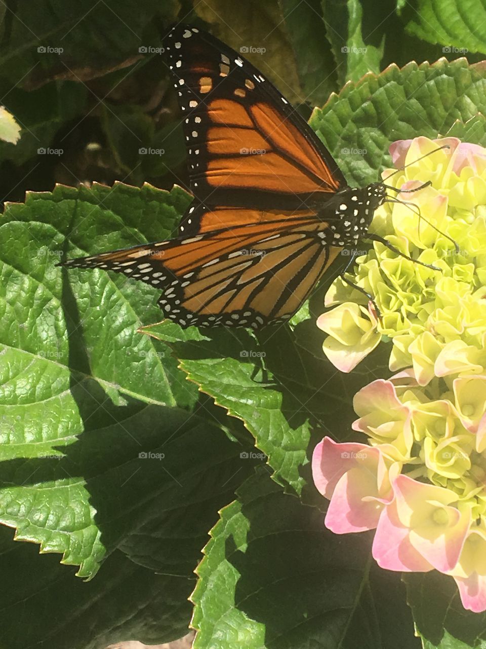 A monarch butterfly searching for nectar.