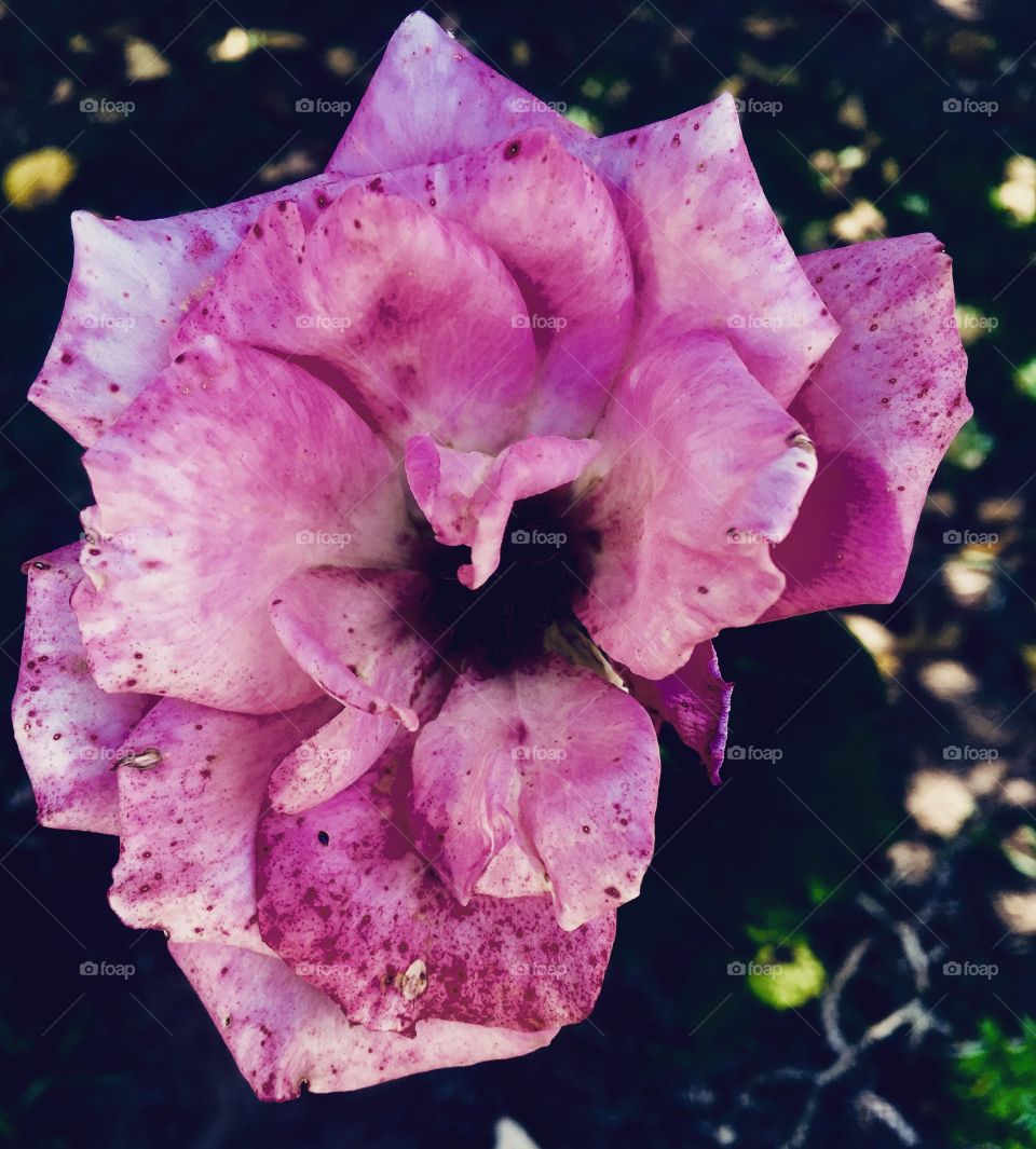 #FotografiaÉnossoHobby! - Parte 2
🌼#Flores do nosso #jardim, para alegrar e embelezar nosso dia!
#Jardinagem é nosso #hobby. 🌹
#flor #flowers #flower #pétalas #garden #natureza #nature #flora