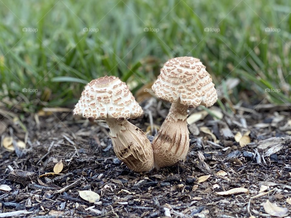 Two toadstools in the dirt