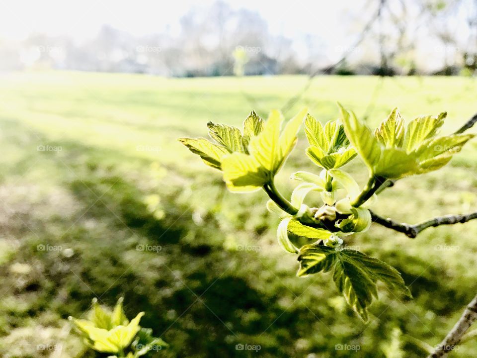 Gorgeous green leaves in interesting arrangement budding against whited out sky! 
