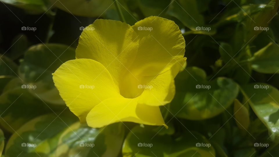 Yellow flower