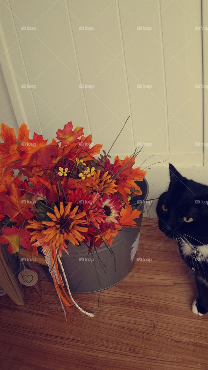 kitty and bouquet