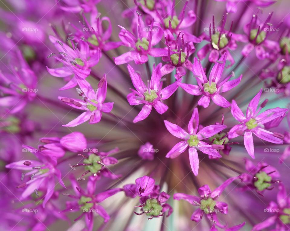 Dutch garlic blossoms 🌸