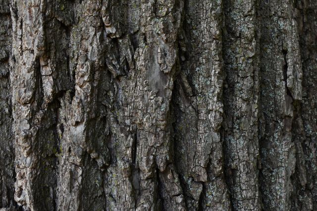 Tree bark texture