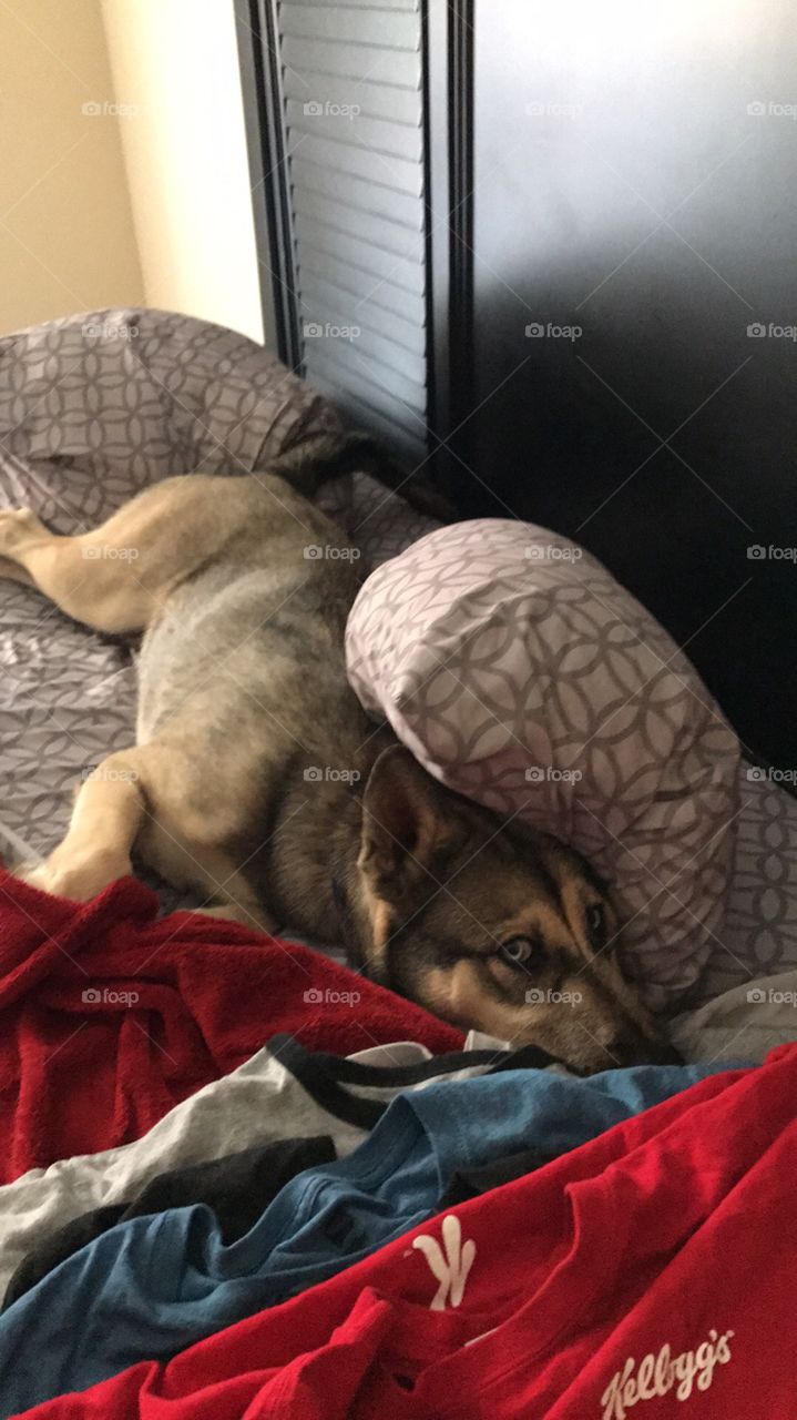 Sleepy puppy in bed