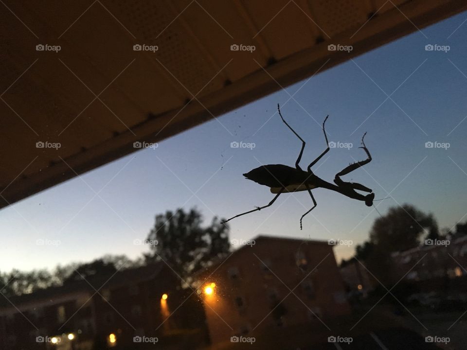 Praying Mantis on the Window at Sunset