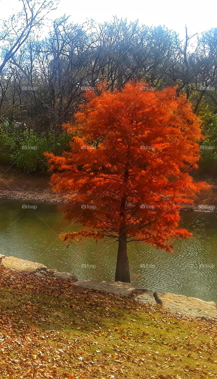 Fall Tree By The Water