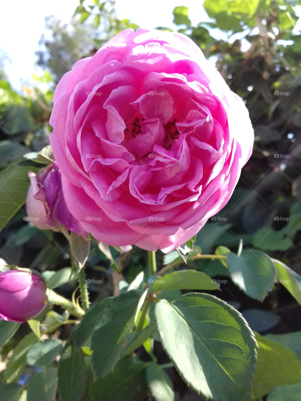 pink flower