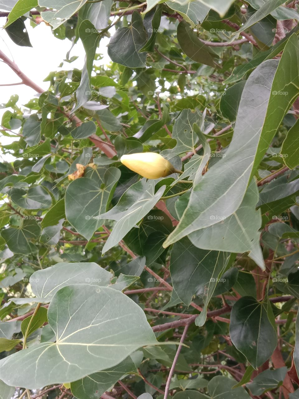 The portia tree with flower