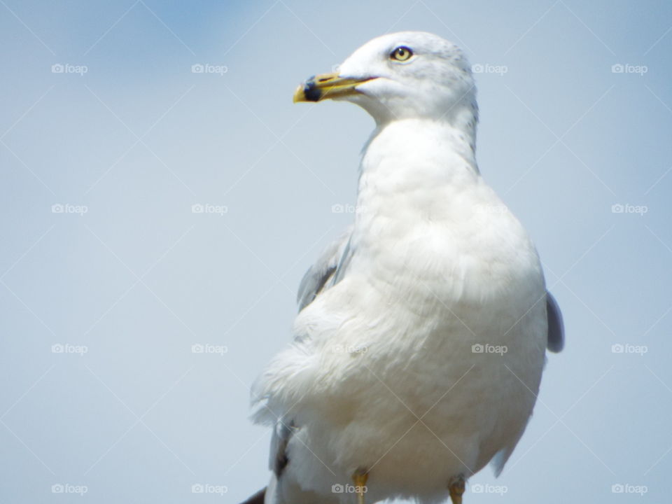 seagull