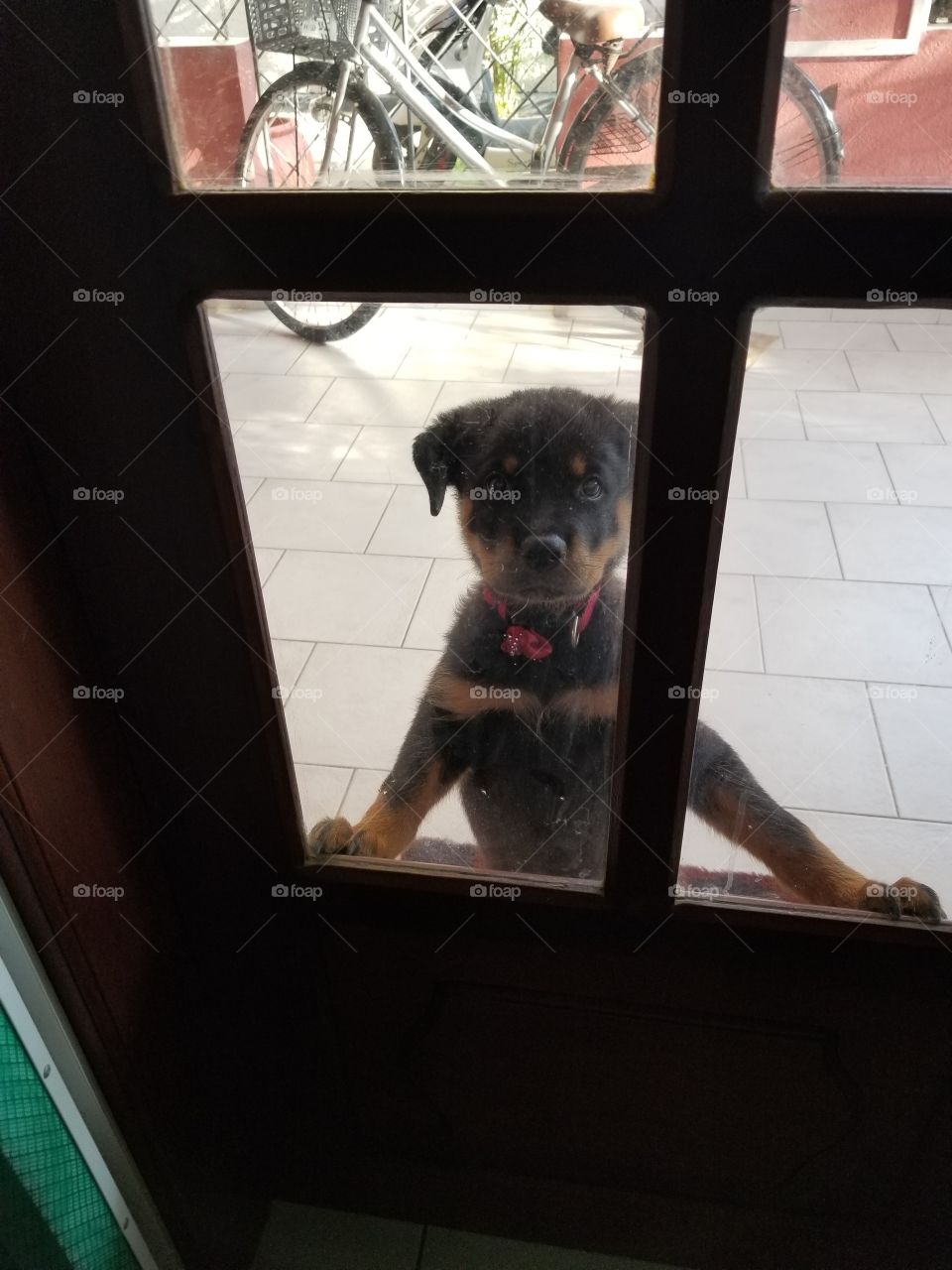 Rottweiler puppy wants to get in