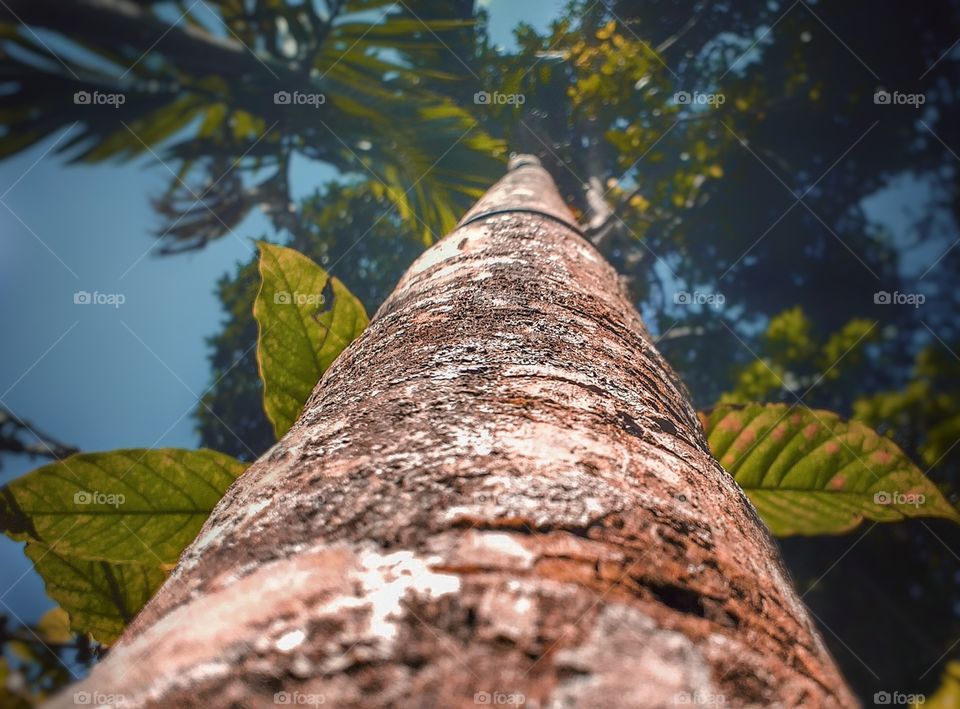 beautiful tree view bottom to top view