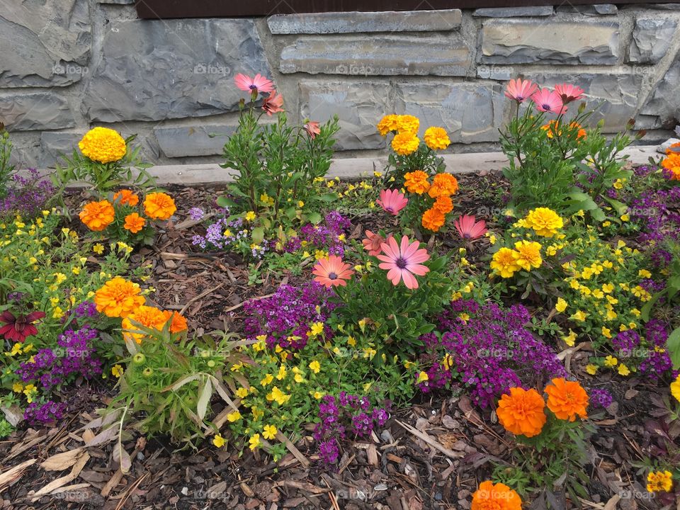 Flower spread